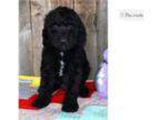 Labradoodle Puppy for sale in Abilene, TX, USA