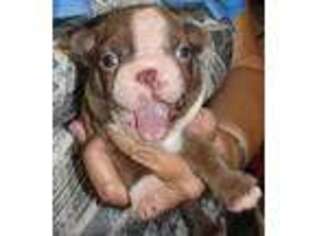 Boston Terrier Puppy for sale in Terrebonne, OR, USA