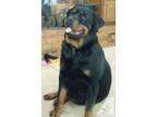 Rottweiler Puppy for sale in BLANCHARD, OK, USA