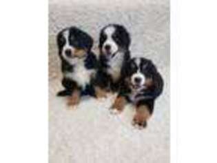 Bernese Mountain Dog Puppy for sale in Lincoln, CA, USA