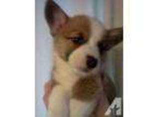Pembroke Welsh Corgi Puppy for sale in MEDFORD, OR, USA