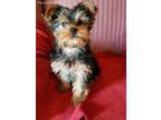 Yorkshire Terrier Puppy for sale in Dracut, MA, USA