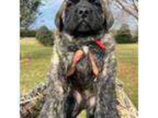 Mastiff Puppy for sale in New Park, PA, USA