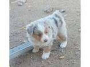 Miniature Australian Shepherd Puppy for sale in Tucson, AZ, USA