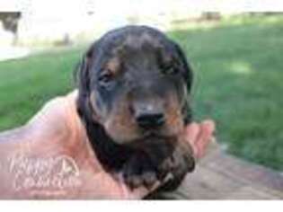 Doberman Pinscher Puppy for sale in Millersburg, IN, USA