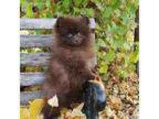 Pomeranian Puppy for sale in Squaw Valley, CA, USA