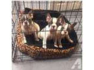 French Bulldog Puppy for sale in PASSAIC, NJ, USA