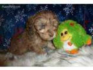 Labradoodle Puppy for sale in Creedmoor, NC, USA