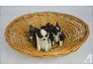 Chihuahua Puppy for sale in THE DALLES, OR, USA