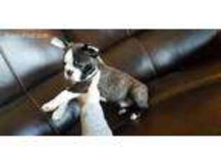 Boston Terrier Puppy for sale in Cleveland, TN, USA