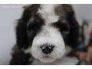 Mutt Puppy for sale in Benton, KY, USA