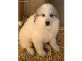 Great Pyrenees Puppy for sale in Norco, CA, USA