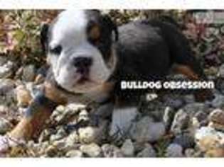 Bulldog Puppy for sale in Sioux Falls, SD, USA