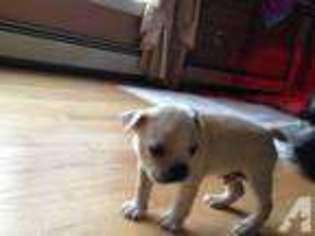 Mutt Puppy for sale in BAY SHORE, NY, USA