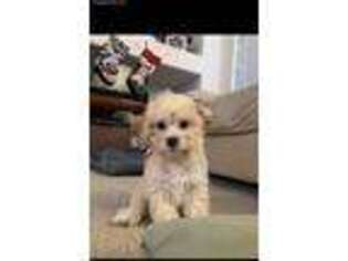 Cavachon Puppy for sale in Las Vegas, NV, USA