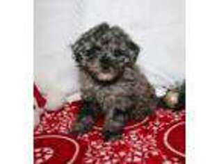 Mutt Puppy for sale in Belle Center, OH, USA