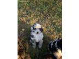 Mutt Puppy for sale in Lenapah, OK, USA