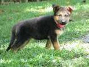 German Shepherd Dog Puppy for sale in New London, NC, USA
