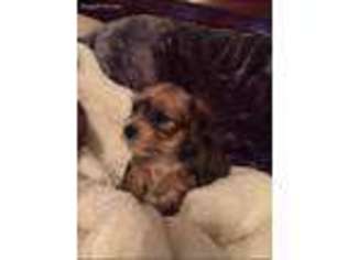 Yorkshire Terrier Puppy for sale in Ernul, NC, USA