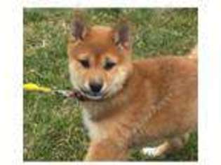 Shiba Inu Puppy for sale in Milford, NE, USA