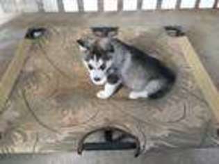 Siberian Husky Puppy for sale in Shell Knob, MO, USA