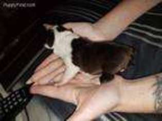 Boston Terrier Puppy for sale in Hesperia, CA, USA