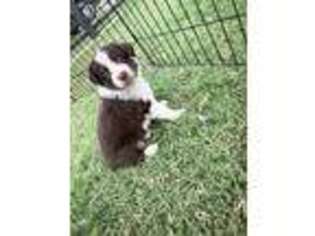 Miniature Australian Shepherd Puppy for sale in Cordell, OK, USA