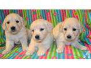 Goldendoodle Puppy for sale in MANITOWOC, WI, USA