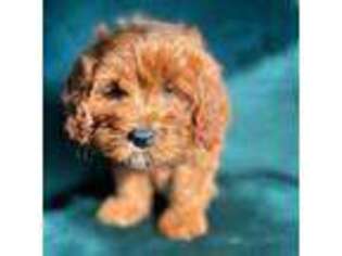 Cavapoo Puppy for sale in Salinas, CA, USA