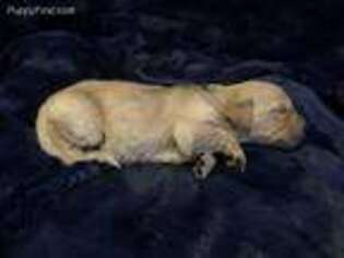 Golden Retriever Puppy for sale in Caldwell, ID, USA