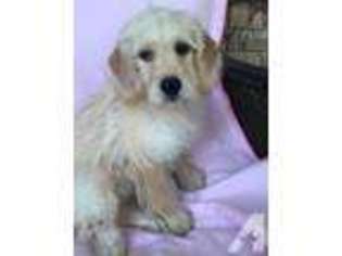 Mutt Puppy for sale in LONG GROVE, IL, USA