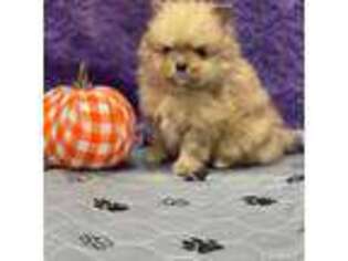 Pomeranian Puppy for sale in Knoxville, TN, USA