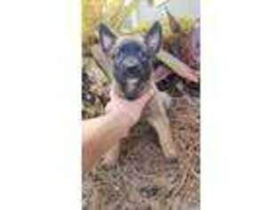 Belgian Malinois Puppy for sale in Fort Myers, FL, USA