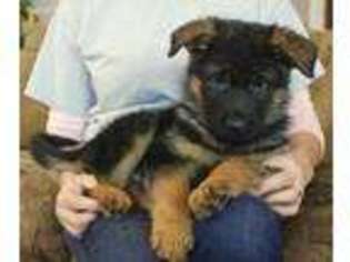 German Shepherd Dog Puppy for sale in Reeds Spring, MO, USA
