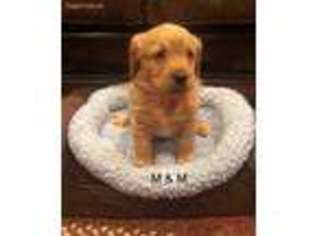 Labradoodle Puppy for sale in Radford, VA, USA