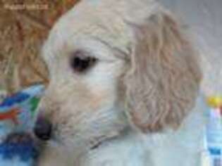 Goldendoodle Puppy for sale in Astoria, OR, USA