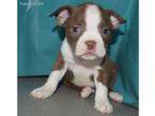 Boston Terrier Puppy for sale in Millersburg, IN, USA