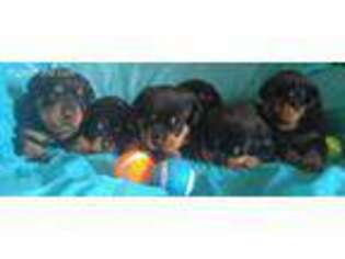 Rottweiler Puppy for sale in Danville, IL, USA