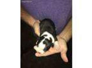 Boston Terrier Puppy for sale in Stanley, WI, USA