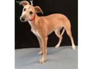 Whippet Puppy for sale in Offerle, KS, USA
