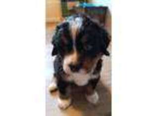 Bernese Mountain Dog Puppy for sale in Vancouver, WA, USA