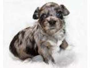 Mutt Puppy for sale in Payson, AZ, USA