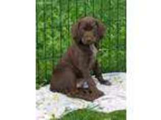 German Shorthaired Pointer Puppy for sale in Belleville, WI, USA