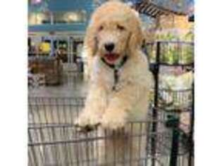 Goldendoodle Puppy for sale in Winter Park, FL, USA
