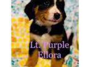Bernese Mountain Dog Puppy for sale in Union Grove, NC, USA