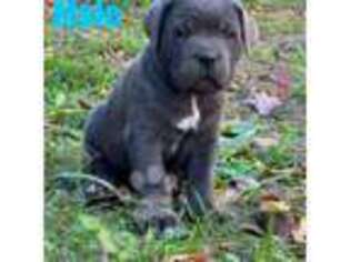 Cane Corso Puppy for sale in Columbia, KY, USA
