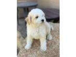 Cock-A-Poo Puppy for sale in Scottsdale, AZ, USA