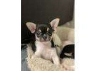 Chihuahua Puppy for sale in North Ridgeville, OH, USA