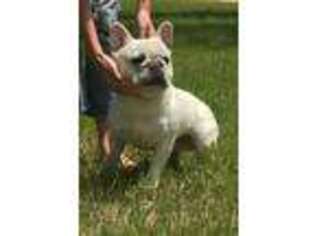 French Bulldog Puppy for sale in Sandy Hook, MS, USA
