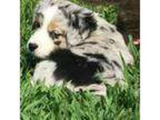 Miniature Australian Shepherd Puppy for sale in Berkley, MA, USA